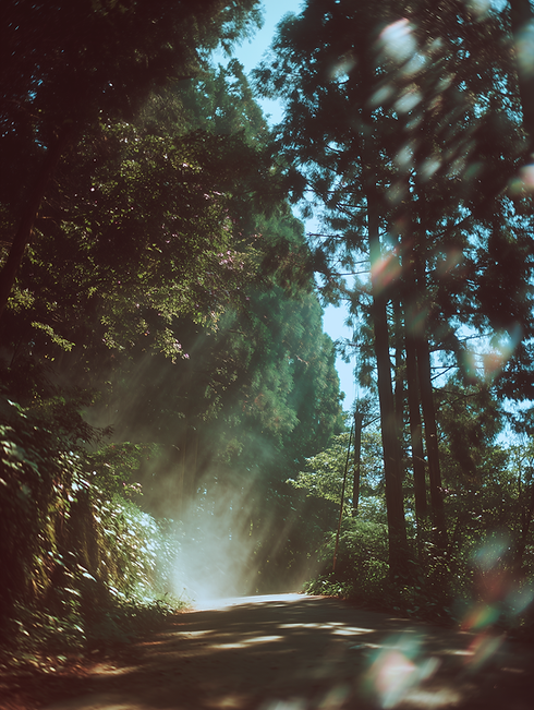 hecate_thedivine_Sunny_clearing_in_Japanese_forest_with_road_an_aac98c00-f457-4598-8334-ce