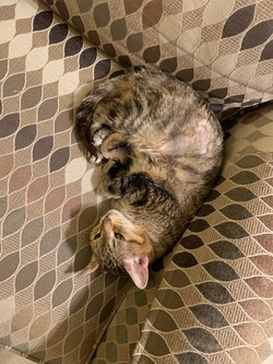 Julie-Cat