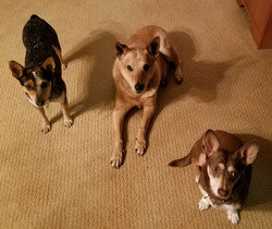 3 Dogs-2