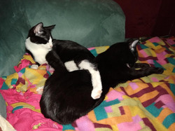 Zan & Jayna cuddling on couch blanket
