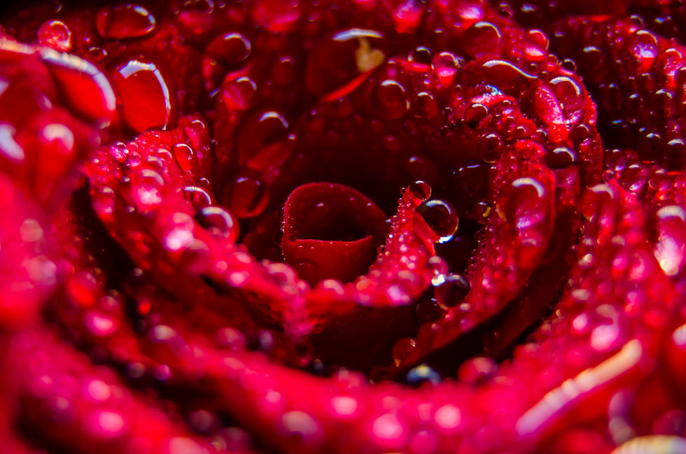 Organic Rose Hydrosol