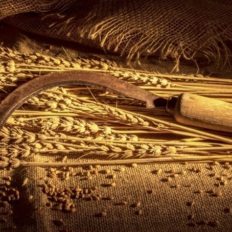 The Wheat and the Tare