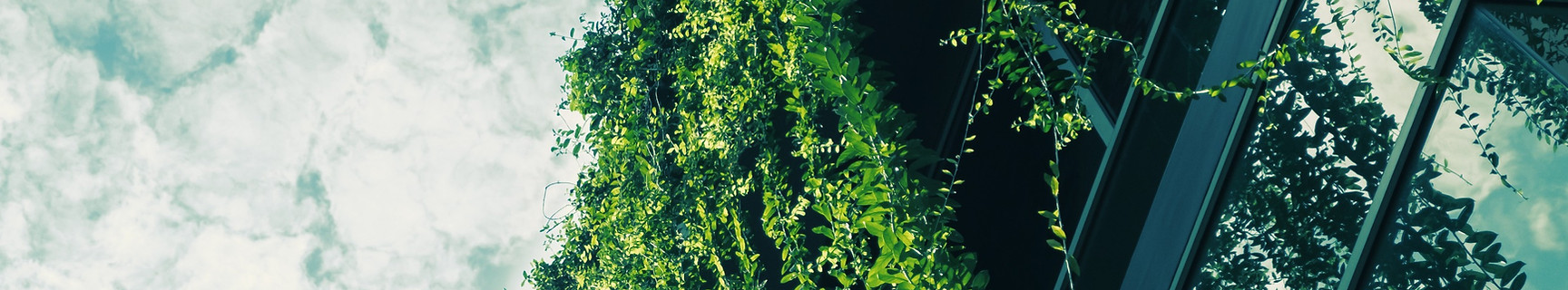 Green Ivy from the Roof_edited.jpg