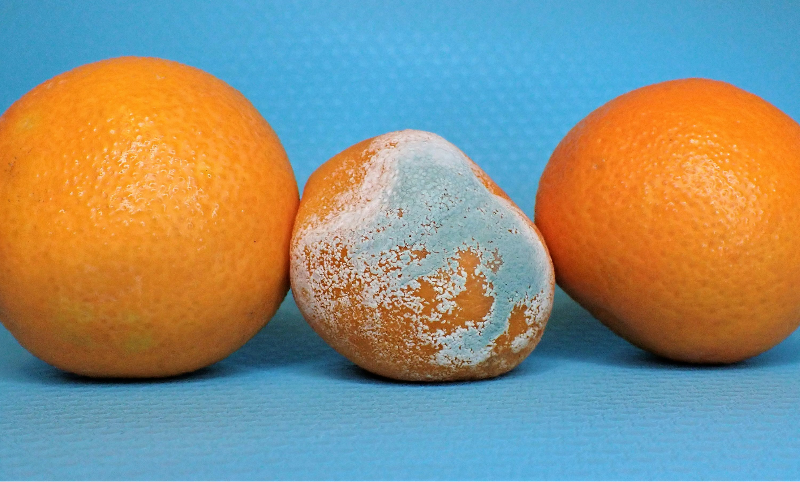 發霉水果不能削掉繼續吃