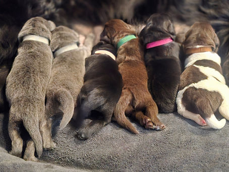 Beautiful Pups Have Arrived