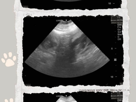Exciting News.... We're Expecting!
