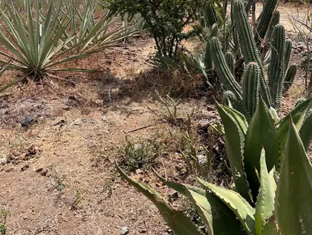 Diferencias entre Tequila y Mezcal