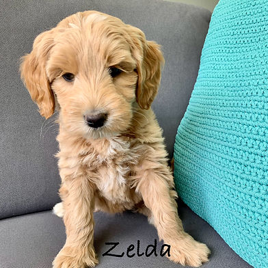 Zelda -- Adopted