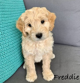 Freddie -- Adopted