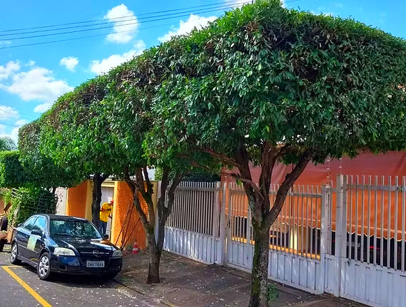 poda de árvore em rio preto