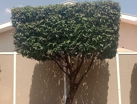 poda de árvore em Guapiaçu-sp