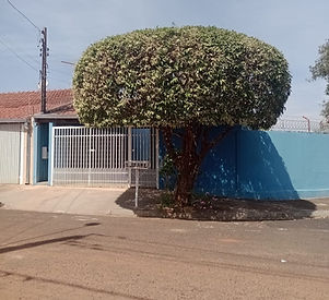 poda de árvore em são josé do rio preto_