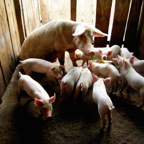 FORMER LES JEUNES AGRIPRENEURS POUR BOOSTER LES CHAÎNES DE VALEUR