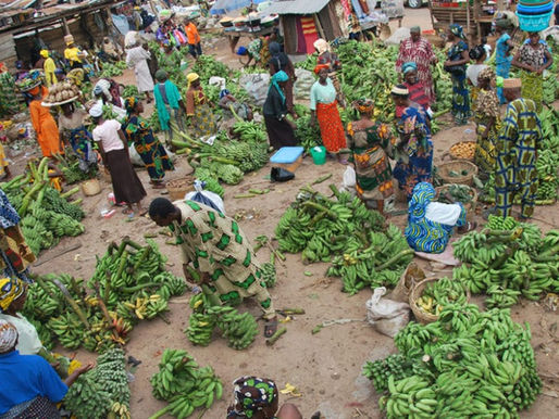 CAMEROUN DSP BAD 2023