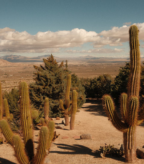 cactus gardens at rw ranch