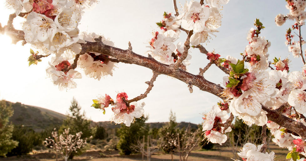 flowers in bloom at rw ranch orchard