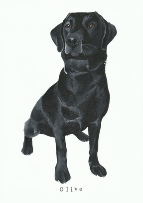 petportraitOlive.jpg