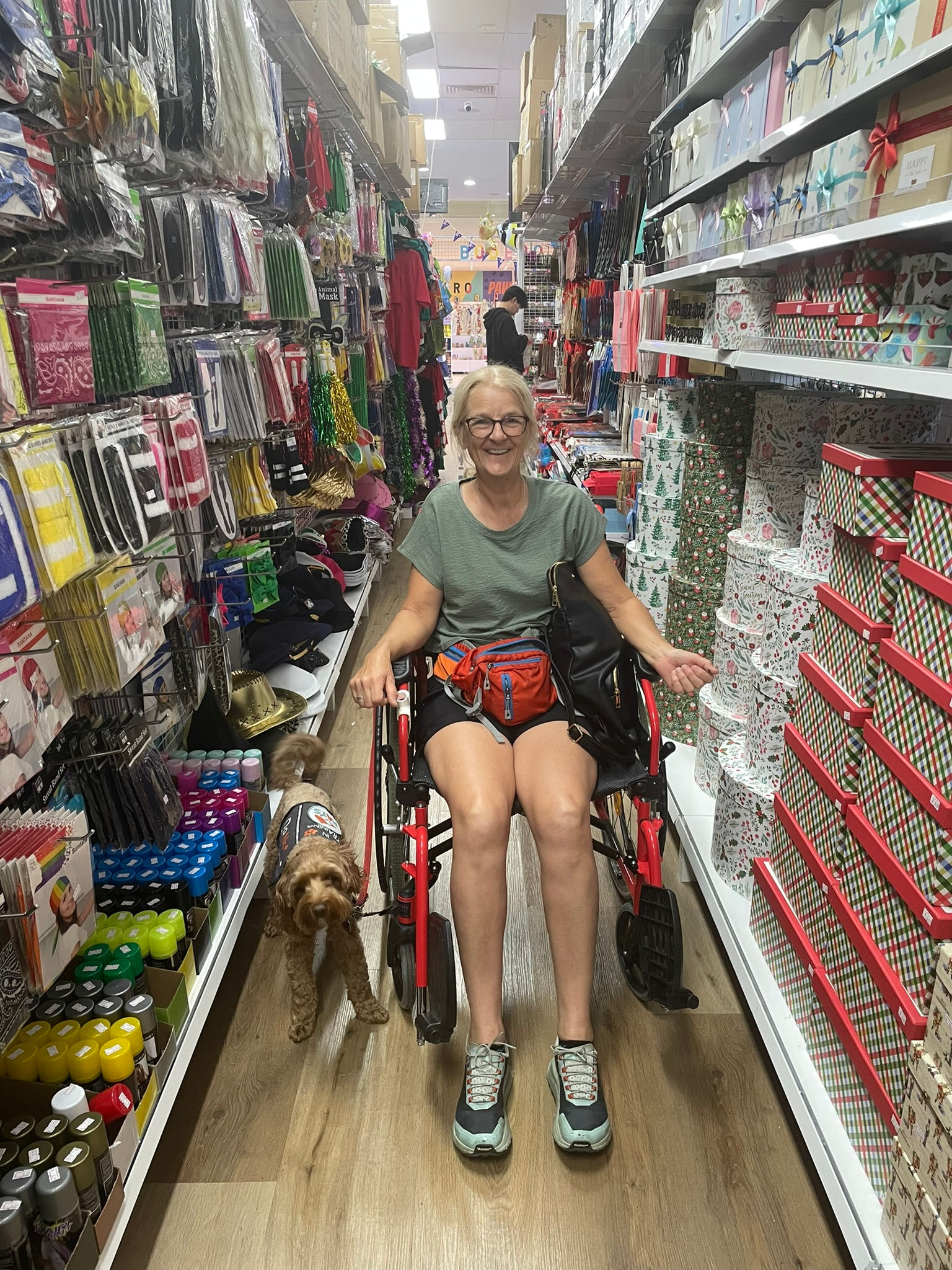 Cavoodle Assistance Dog in training navigating a small space with wheelchair
