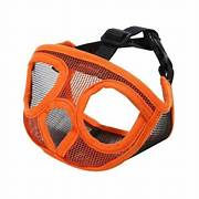 Orange short nosed muzzle