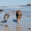 Thumbnail: Two dogs running freely on the beach