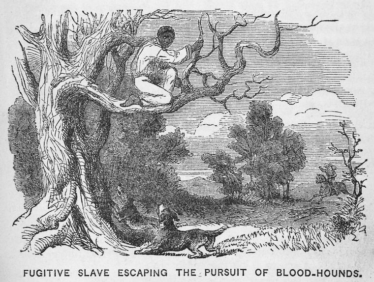 Illustration of aforementioned "houn' dawgs" - 1853.