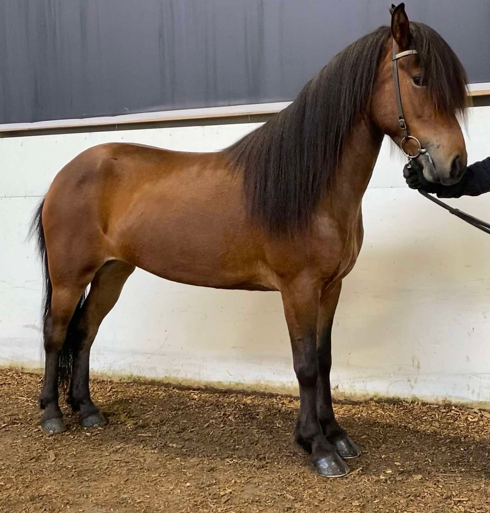 Dís frá Úlfsstöðum