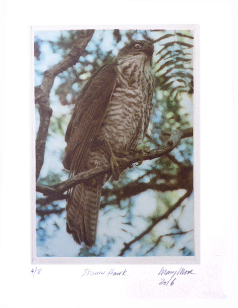 Sparrow Hawk