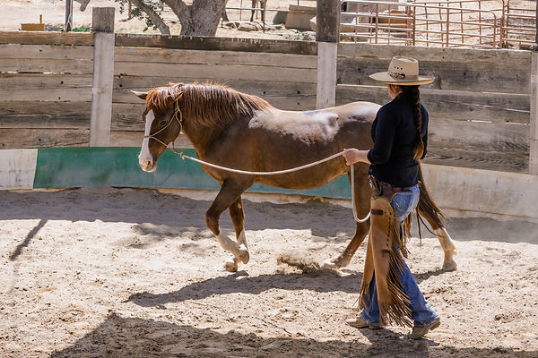 Our founder and CEO working one of our horses during a demonstration
