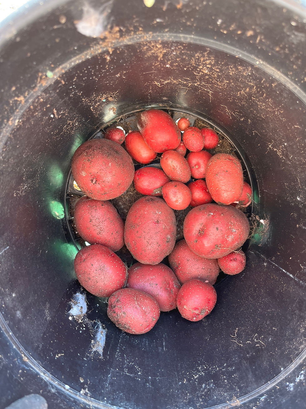 Red Potatoes