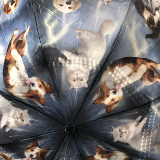 Raining Cats & Dogs Reverse Close Umbrella $37