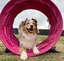 dog school