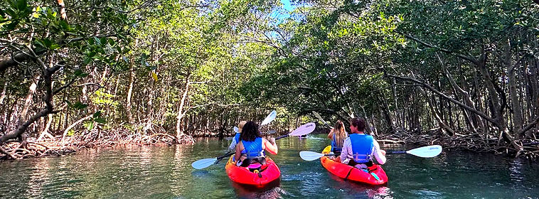 Mangrove Island Explration / AquaSol Tours / SoFlo Water Adventures