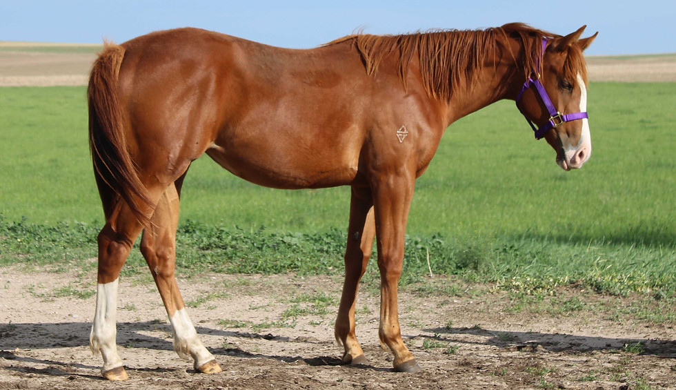 Skittles yearling.jpg