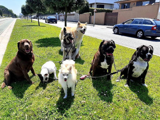 CRECHE CANINA