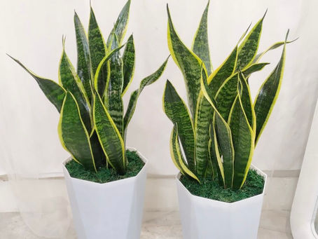 室內淨化空氣觀葉植物推薦