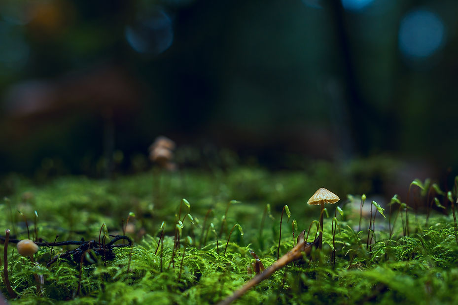 pexels-visually-us-1643402.jpg