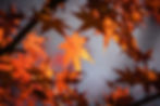 maple-1415541_1920.jpg