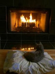 Gray cat relaxing by a warm fireplace