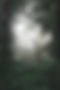 Lush green rainforest foliage with mist and diffused light.