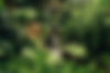 Lush green tropical plants surround a small flowing waterfall.