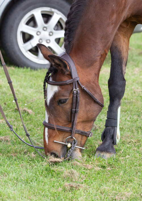 Brown horse wearing bridle grazing on green grass near car wheel.
