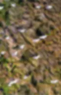 Aerial photo of birds flying over ground