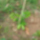 Small green sapling planted in soil, supported by a wooden stick.
