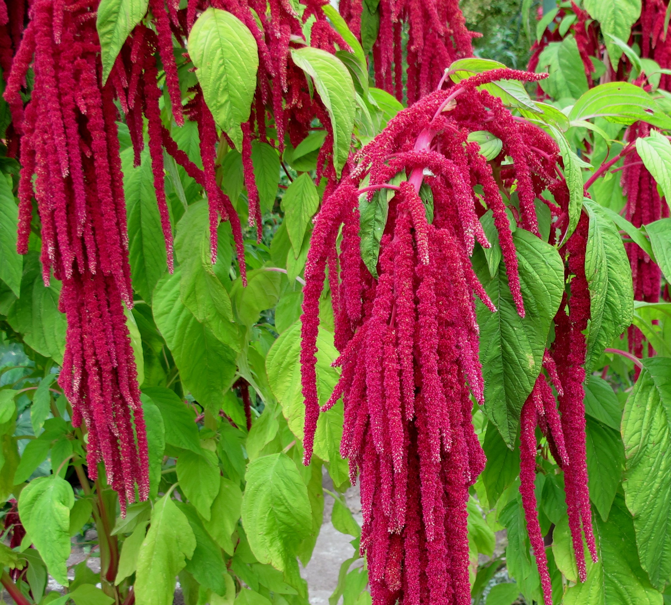 'Love Lies Bleeding'