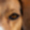 oeil de chien
