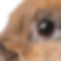 oeil de lapin