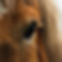 oeil de cheval
