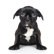 chien triste pour exposer des problématiques psychologiques