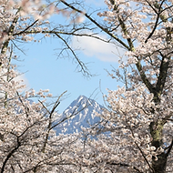 sakura サムネ.png