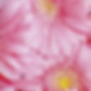 Completo lenzuola Copriletto Gerbera Bassetti Rosa